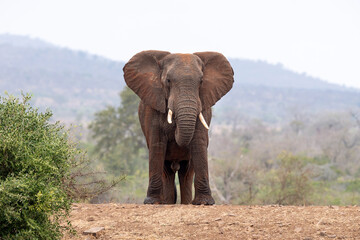 Fototapeta na wymiar big elephant in kruger park south africa