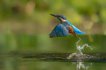 Common European Kingfisher (Alcedo atthis) hunting for food. Kingfisher flying away after diving for fish in the forest in the Netherlands.          