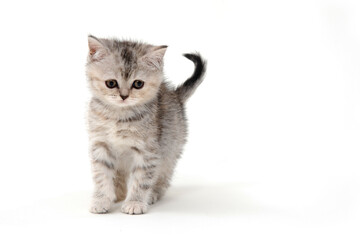 Fluffy grey kitten on a white isolated background