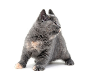 Purebred gray kitten on a white isolated background