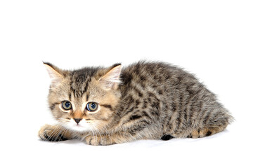 Obraz premium a small fluffy kitten on a white isolated background