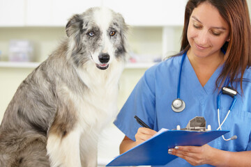Veterinarian, writing or dog at veterinary clinic for animal healthcare checkup inspection or...