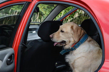 Transportation of the dog in the car. The dog is in the car. Labrador travels in the back seat of a car.
