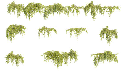 Creeper plant, climber plant, photorealistic 3D rendering with transparent background, for illustration, digital composition, architecture visualization © ANDRIBENKY