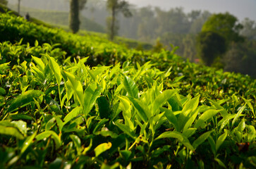 tea plantation during sunrise