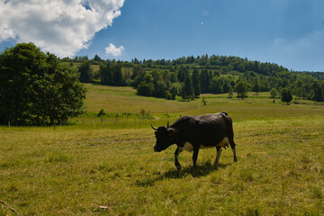 Wunderschönes Val de Villé im Elsass