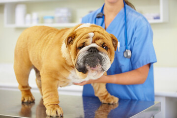 Face, doctor or dog at vet or animal healthcare check up in nursing consultation or clinic...