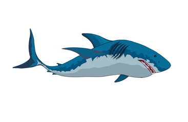 ferocious blue shark on white background