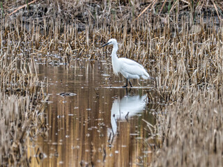Little Egret, Egretta garzetta, in the marsh of the albufera of Valencia, Spain