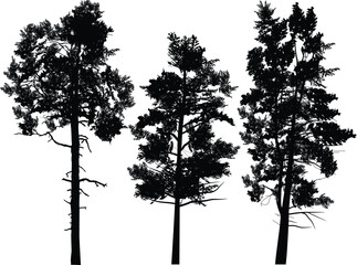 three large black pine silhouettes on white