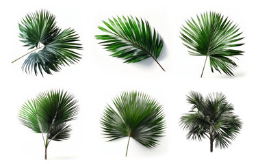 Collection of palm leaf isolated on white background, Generative AI