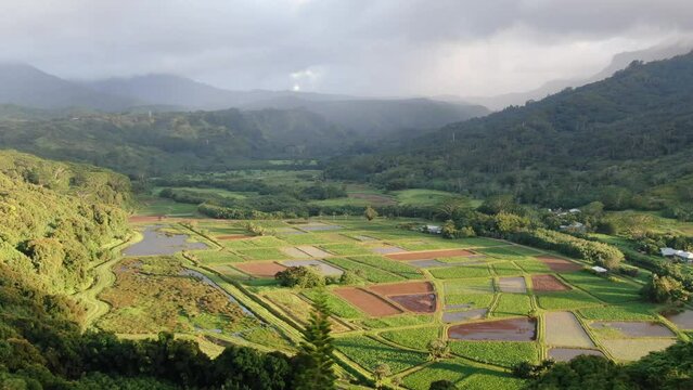 Aerial views from over the Taro Fields outside of Hanalei, on the Hawaiian Island of Kauai