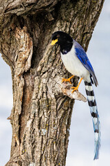 Yellow Billed Blue Magpie