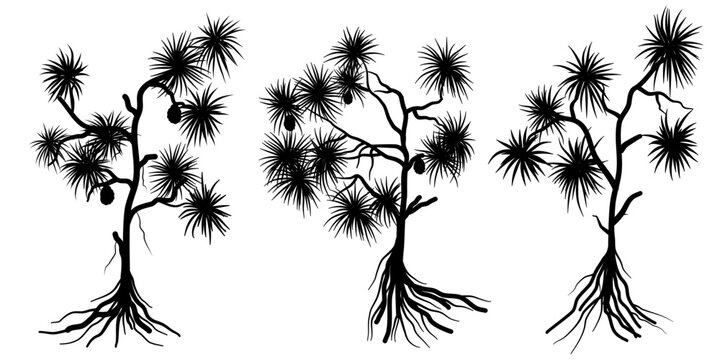 set of Pandanus tectorius or commonly called screw pine silhouette