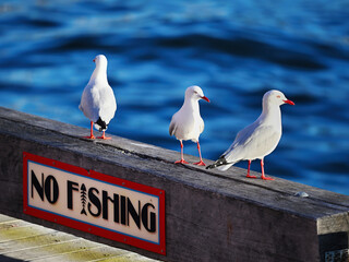 No fishing sign