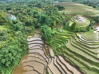 A breathtaking view of rice fields with lush green trees surrounding them. The sight captures the peaceful beauty of rural nature.