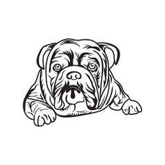 english bulldog puppy