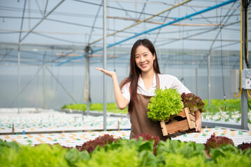 Asian female farmer wearing  is caring for organic vegetables inside the nursery.Young entrepreneurs with an interest in agriculture.