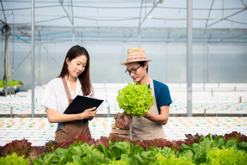 Man and woman working on lettuce plantation in farm using tablet, laptop and holding wood basket of fresh vegetables