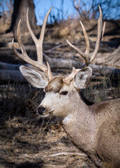 Naklejka na ściany i meble Colorado Wildlife. Wild Deer on the High Plains of Colorado. Mule Deer Buck Portrait