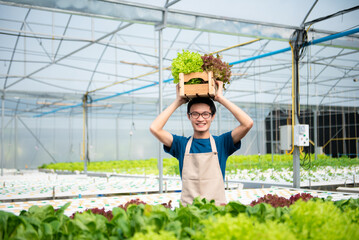 Naklejka na ściany i meble Asian male farmer working early on farm holding wood basket of fresh vegetables and tablet.