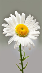 Chamomile flower flying petals isolated on a white nature background