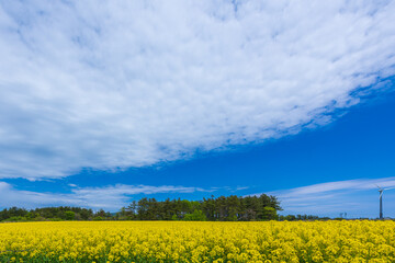 Amazing scene of rape blossoms fields.
At the beginning of May, rape blossoms and cherry blossoms are fully out at the Shimokita peninsula, Aomori prefecture,Japan.