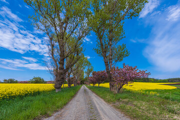 Amazing scene of rape blossoms fields.
At the beginning of May, rape blossoms and cherry blossoms...
