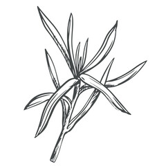 Rosemary on a white background in retro style. A popular seasoning in Italian and Provencal cuisine. Branche in engraving style. Spices botanical vector illustration.