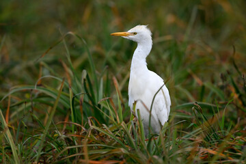 Western Cattle Egret // Kuhreiher (Bubulcus ibis) - Strofilia, Peloponnese, Greece
