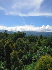 A stunning portrait orientation photo of lush green trees and a blue sky.