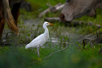 Western Cattle Egret // Kuhreiher (Bubulcus ibis) - Strofilia, Peloponnese, Greece