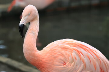 フラミンゴ