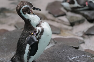 フンボルトペンギン