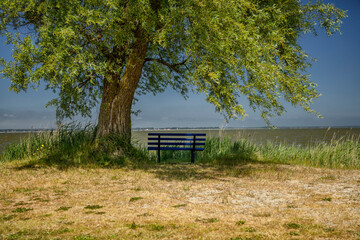 Bank unterm Baum am Bodden 