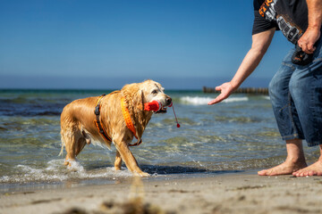 Hund apportiert im Wasser 