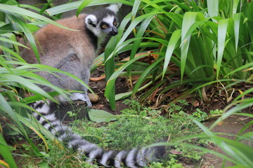 ワオキツネザル