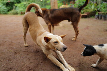 dogs playing