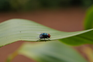 many insects in my garden