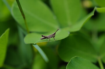 many insects in my garden
