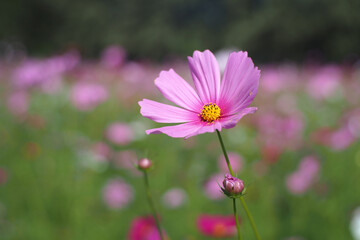 single pink cosmos flower in field
