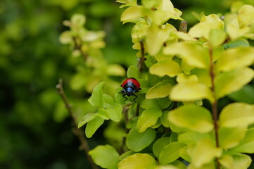 many insects in my garden