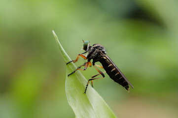 many insects in my garden
