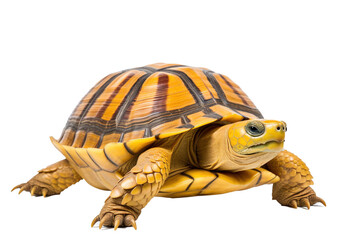 Fototapeta premium dian tent turtle, generative artificial intelligence 
