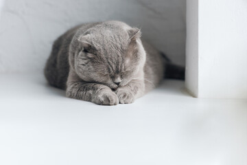 adorable grey scottish fold cat