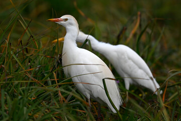 Kuhreiher // Western Cattle Egret (Bubulcus ibis) - Strofilia, Peloponnese, Greece
