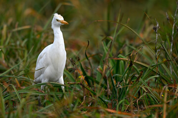 Kuhreiher // Western Cattle Egret (Bubulcus ibis) - Strofilia, Peloponnese, Greece