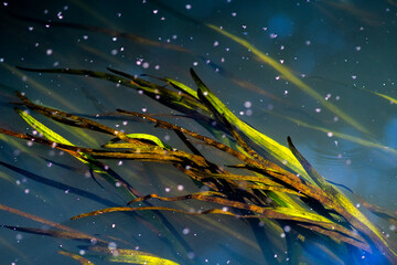 Podwodne rośliny w rzekach, morzach i oceanach. Wodny świat skrywający wiele gatunków roślin, które można spotkać podczas wyprawy kajakiem lub rowerem wodnym. - obrazy, fototapety, plakaty