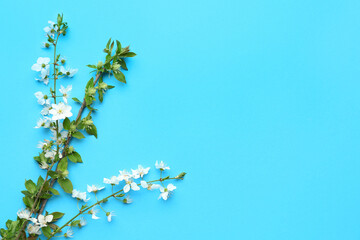 Blooming tree branches with white flowers on blue background