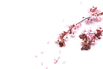 Blooming branches with pink flowers on white background